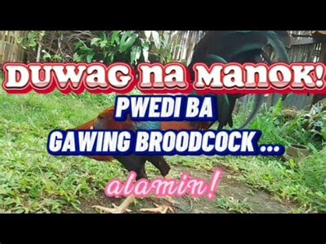 broodcock meaning in tagalog|MGA MANOK NA NAGLULUGON (Pwede Ba Gamitin Sa .